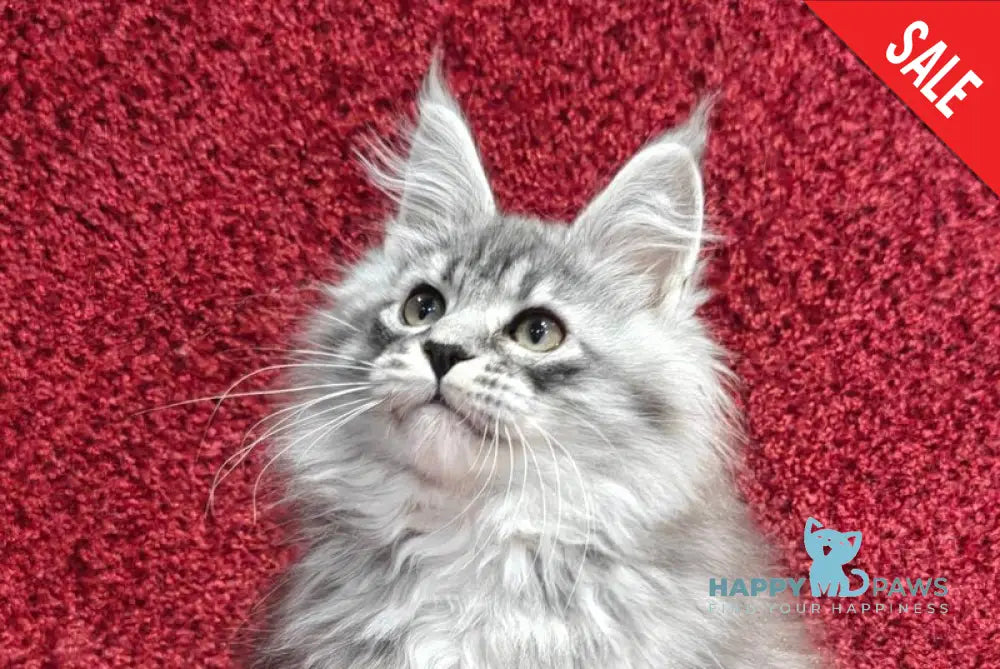 Fleur Maine Coon female black silver spotted tabby live animals