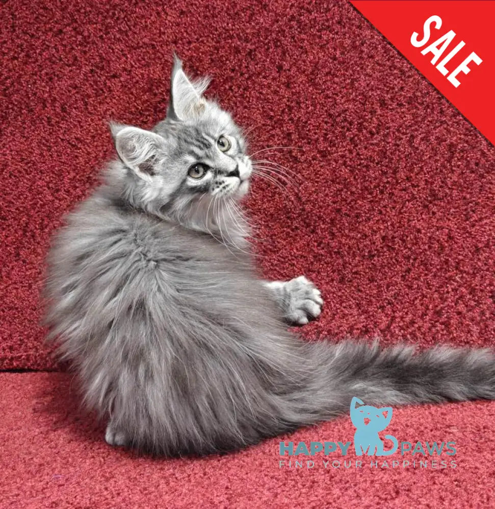 Fleur Maine Coon female black silver spotted tabby live animals