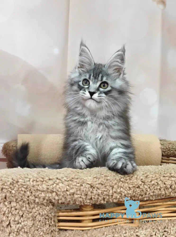 Fleur Maine Coon female black silver spotted tabby live animals