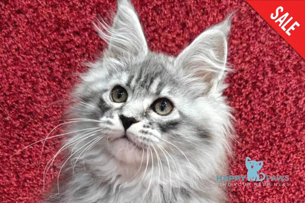 Fleur Maine Coon female black silver spotted tabby live animals