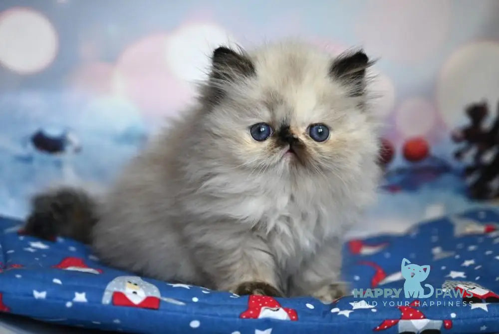 Fleur Persian female black tortie pointed live animals