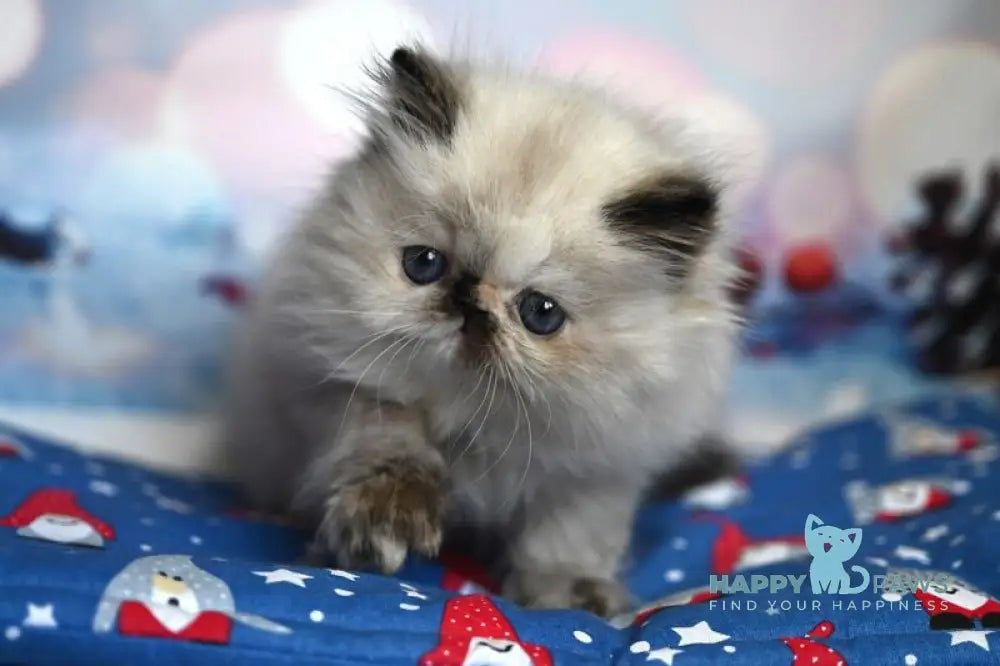 Fleur Persian female black tortie pointed live animals