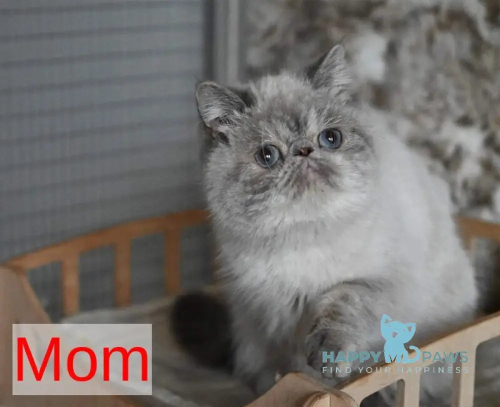 Fleur Persian female black tortie pointed live animals