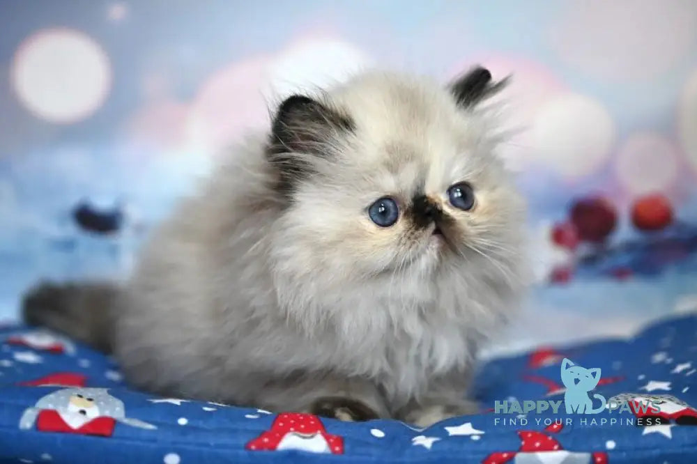 Fleur Persian female black tortie pointed live animals