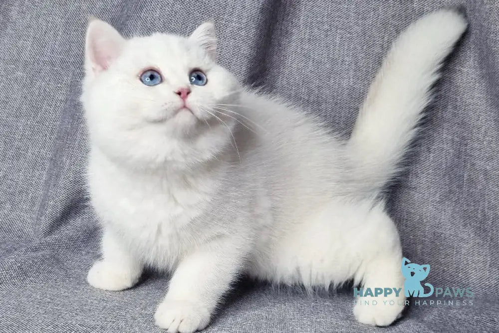 Flint British Shorthair male black golden shaded pointed live animals