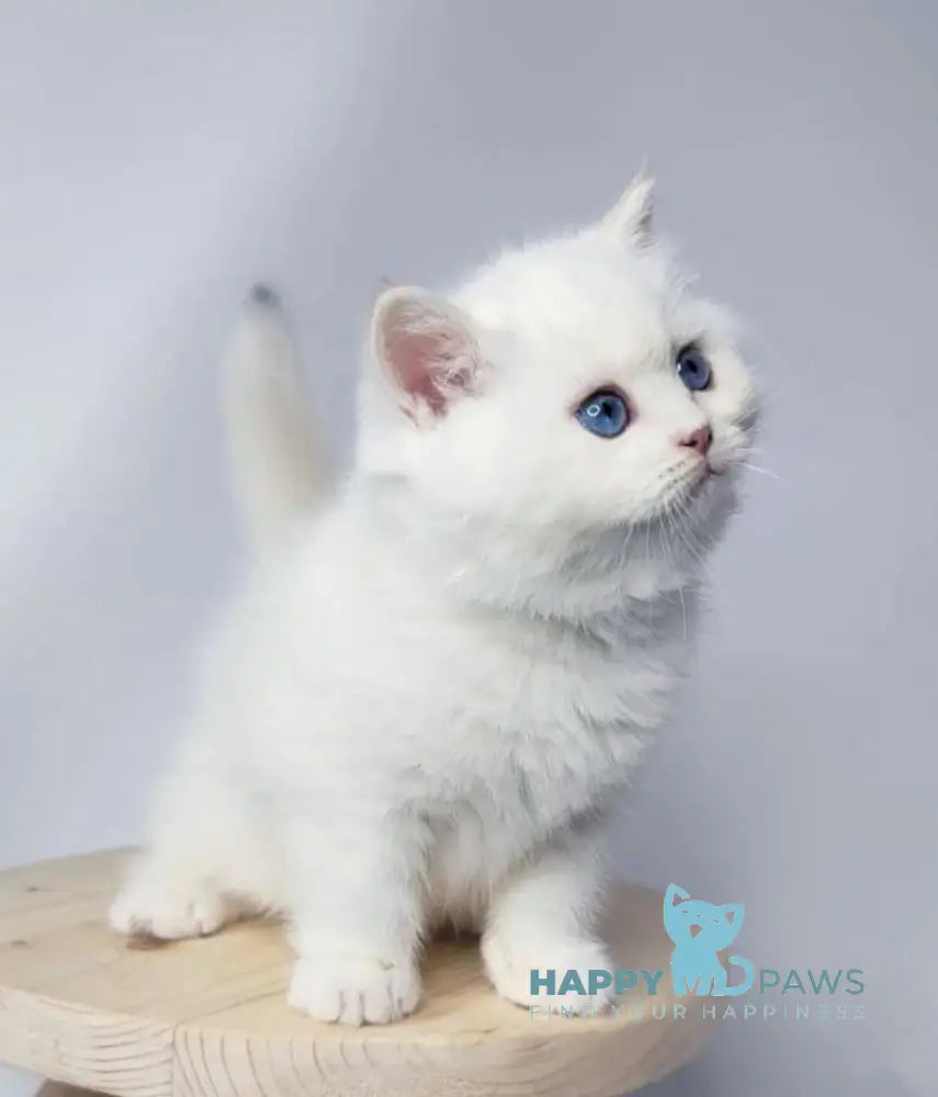 Flint British Shorthair male black golden shaded pointed live animals