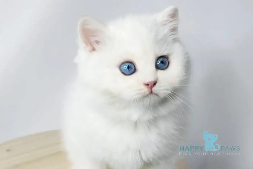 Flint British Shorthair male black golden shaded pointed live animals