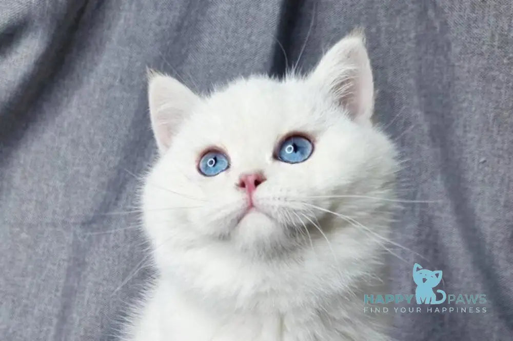 Flint British Shorthair male black golden shaded pointed live animals
