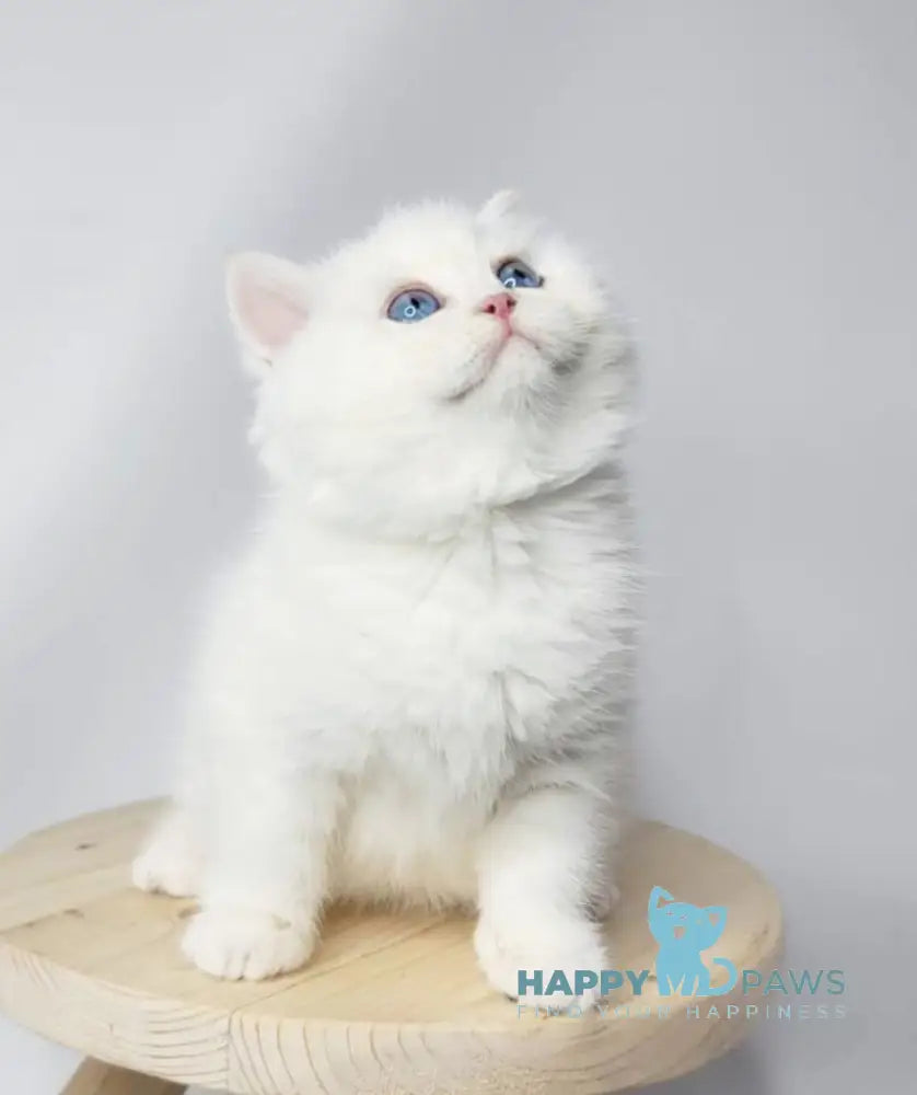 Flint British Shorthair male black golden shaded pointed live animals