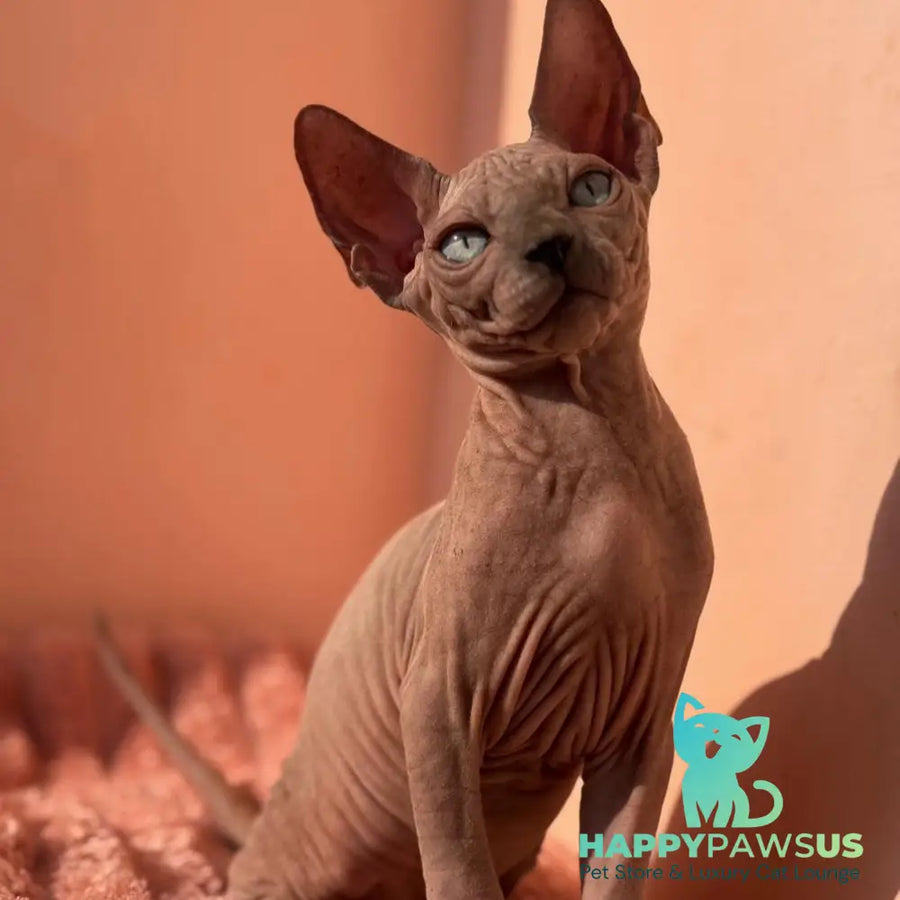 Flint Canadian Sphynx male blue pointed - live animals
