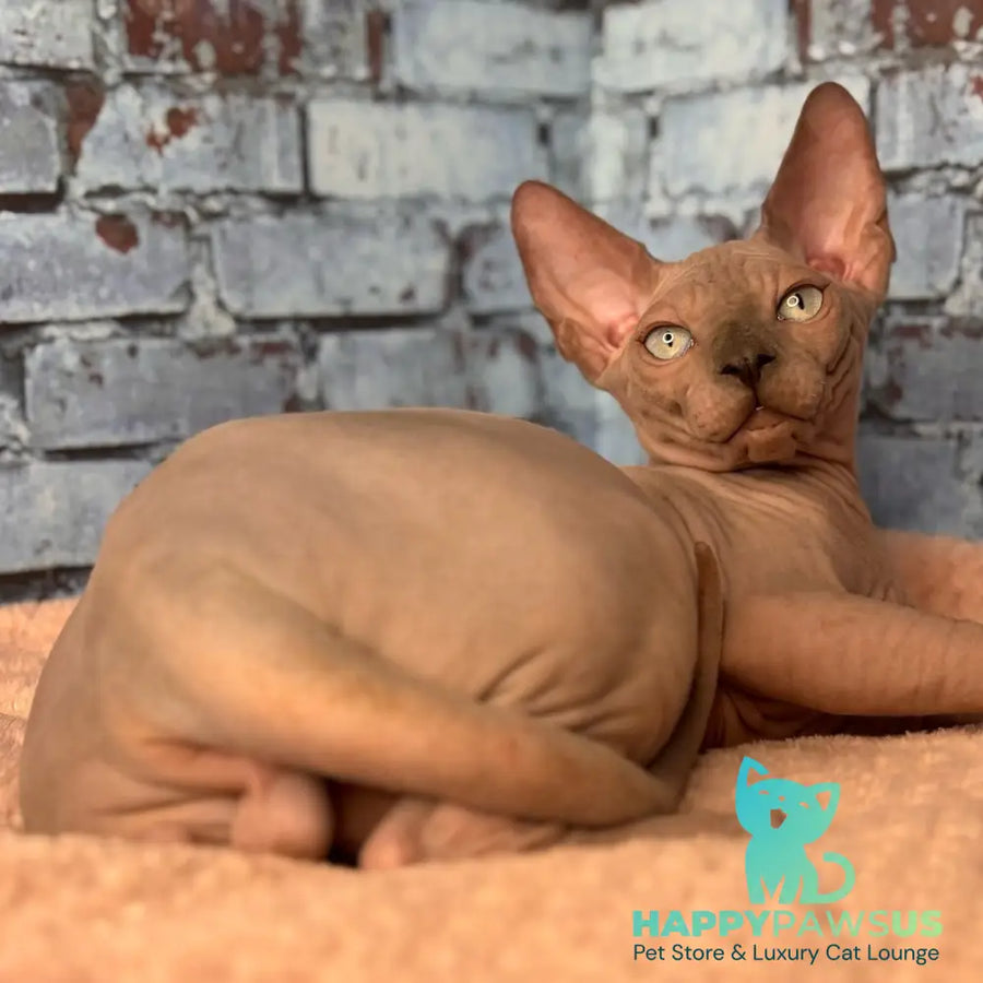 Flint Canadian Sphynx male blue pointed - live animals
