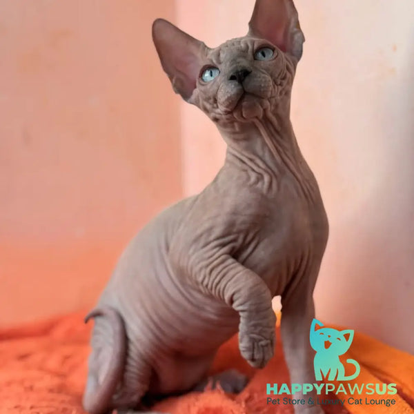 Flint Canadian Sphynx male blue pointed - live animals