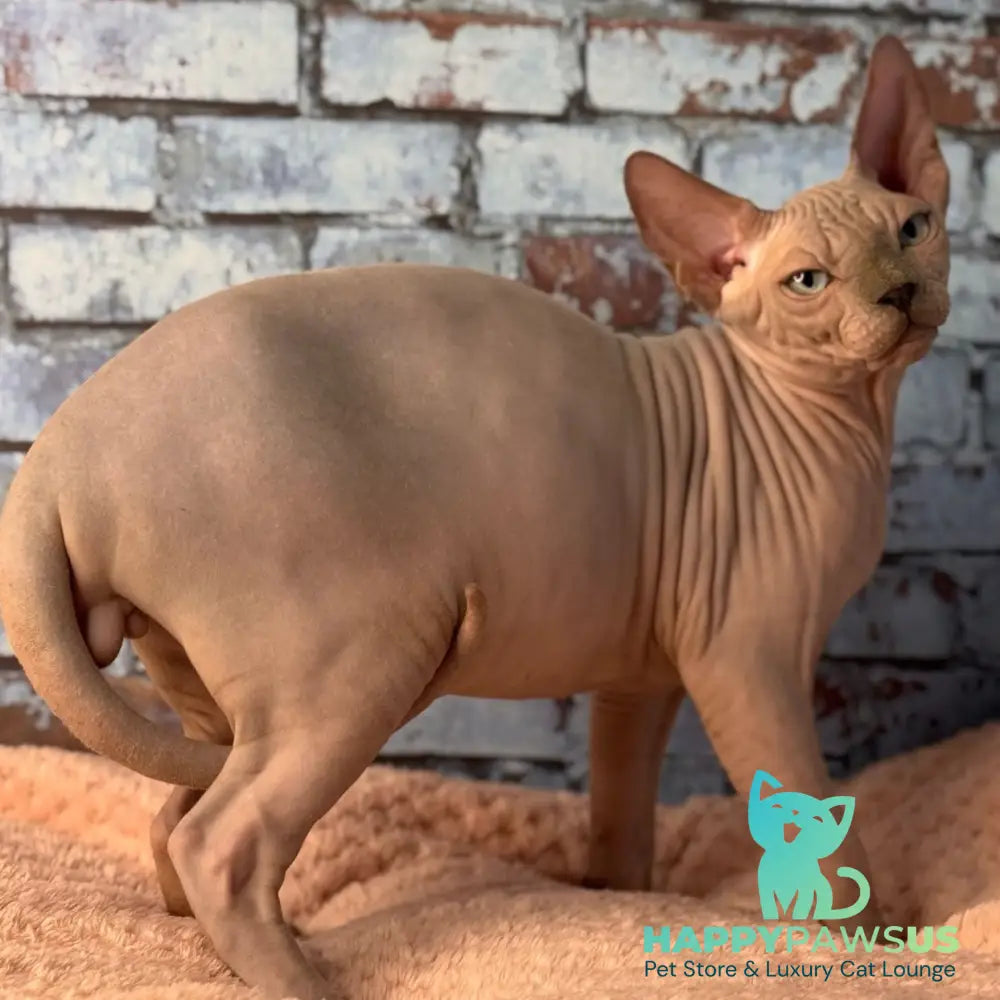 Flint Canadian Sphynx male blue pointed - live animals