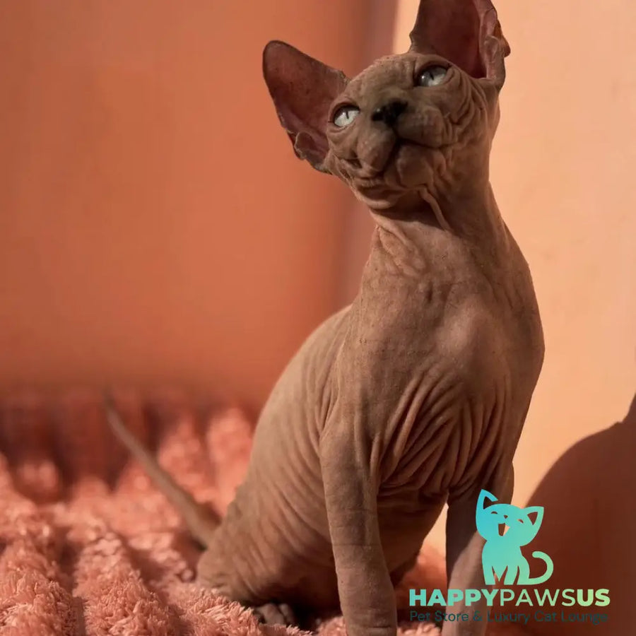 Flint Canadian Sphynx male blue pointed - live animals