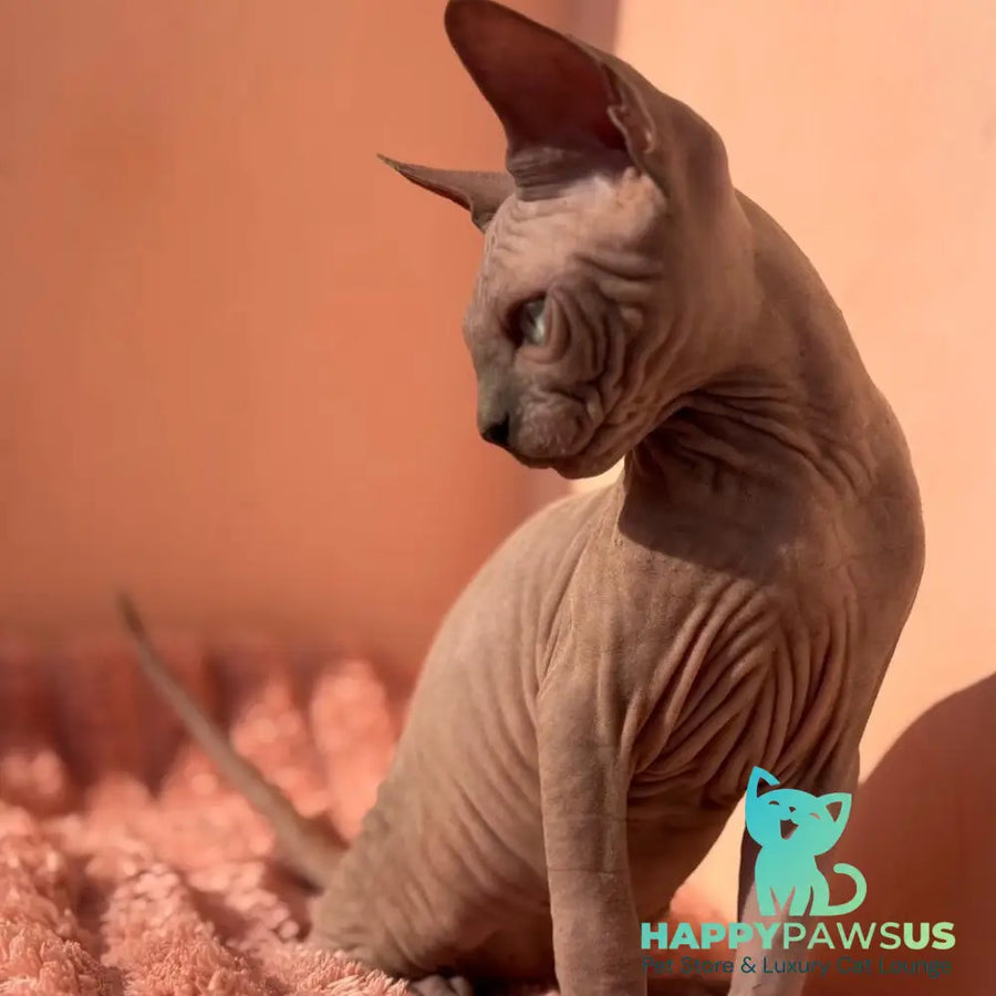 Flint Canadian Sphynx male blue pointed - live animals