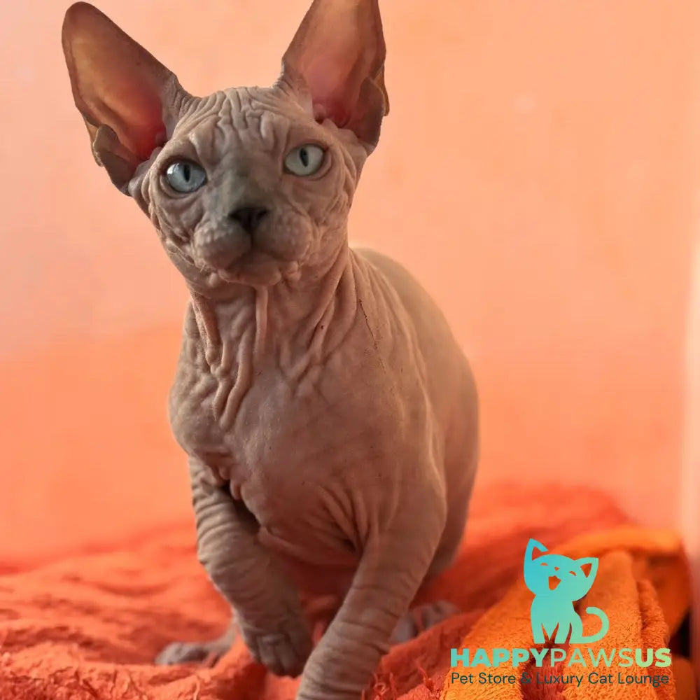 Flint Canadian Sphynx male blue pointed - live animals