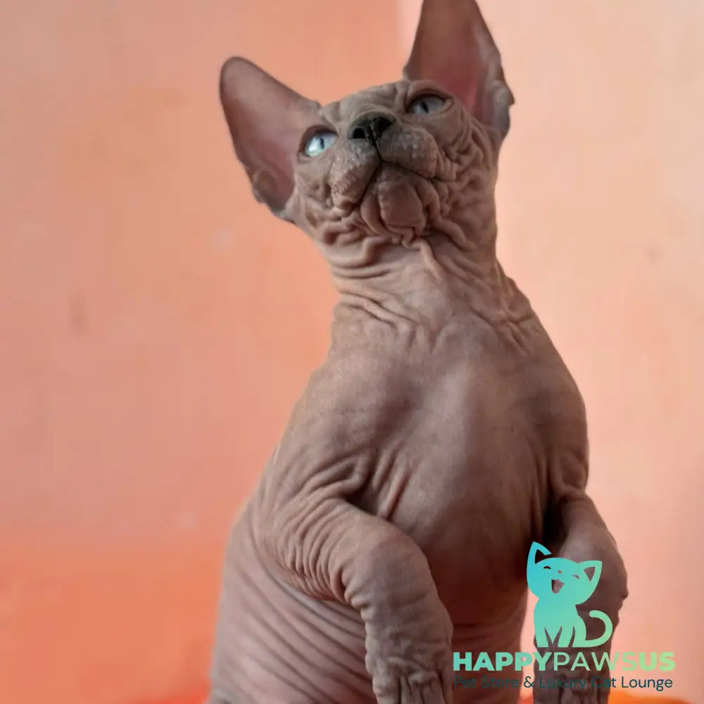 Flint Canadian Sphynx male blue pointed - live animals