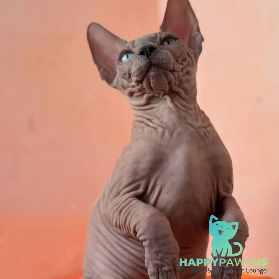 Flint Canadian Sphynx male blue pointed - live animals