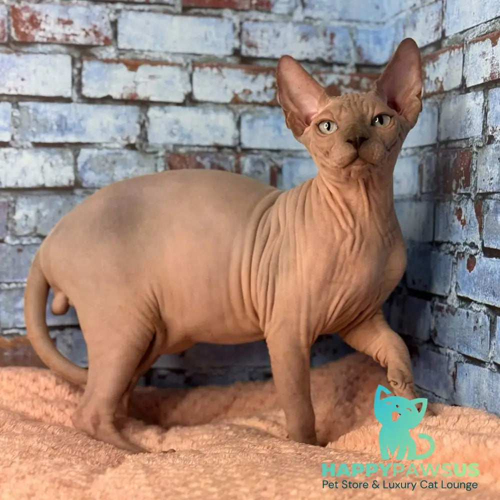 Flint Canadian Sphynx male blue pointed - live animals