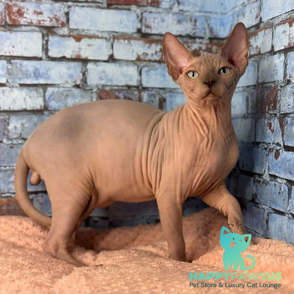 Flint Canadian Sphynx male blue pointed - live animals