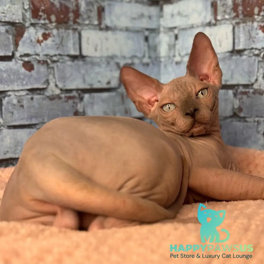 Flint Canadian Sphynx male blue pointed - live animals