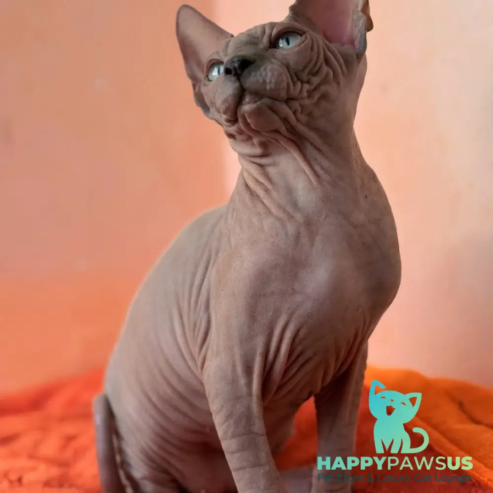 Flint Canadian Sphynx male blue pointed - live animals