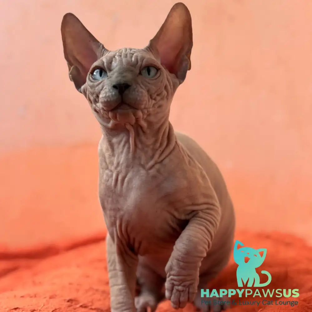 Flint Canadian Sphynx male blue pointed - live animals