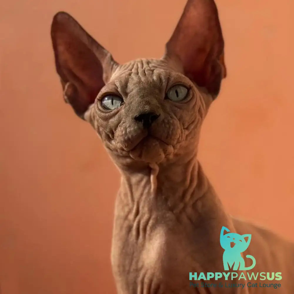 Flint Canadian Sphynx male blue pointed - live animals