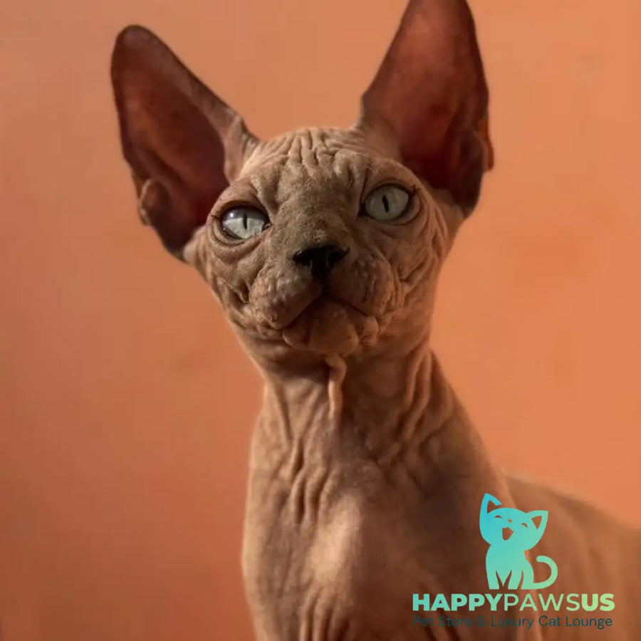 Flint Canadian Sphynx male blue pointed - live animals