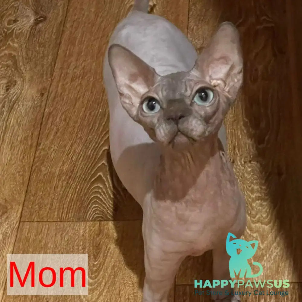Flint Canadian Sphynx male blue pointed - live animals