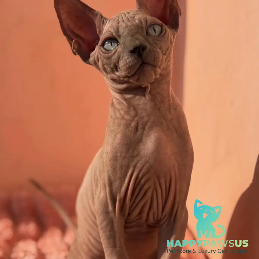 Flint Canadian Sphynx male blue pointed - live animals