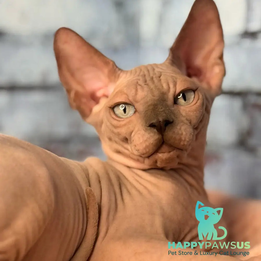 Flint Canadian Sphynx male blue pointed - live animals