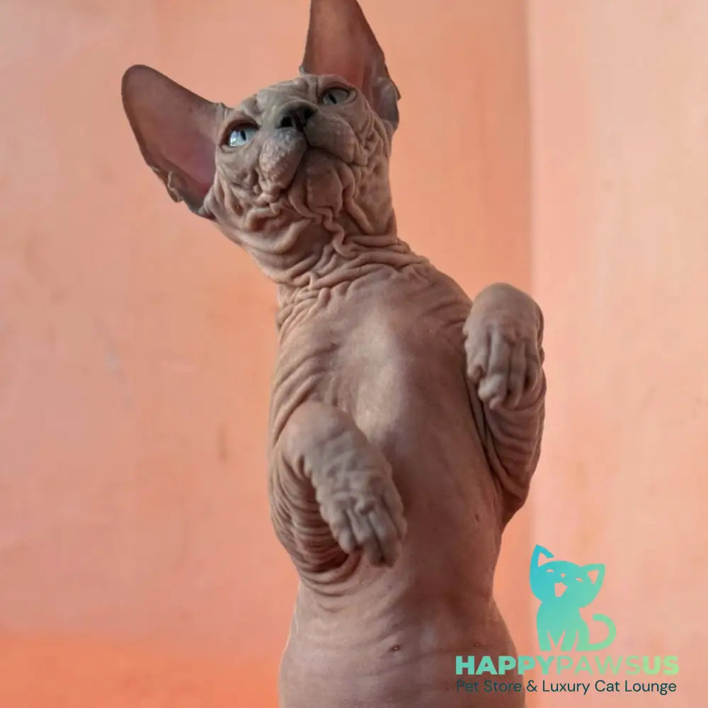 Flint Canadian Sphynx male blue pointed - live animals