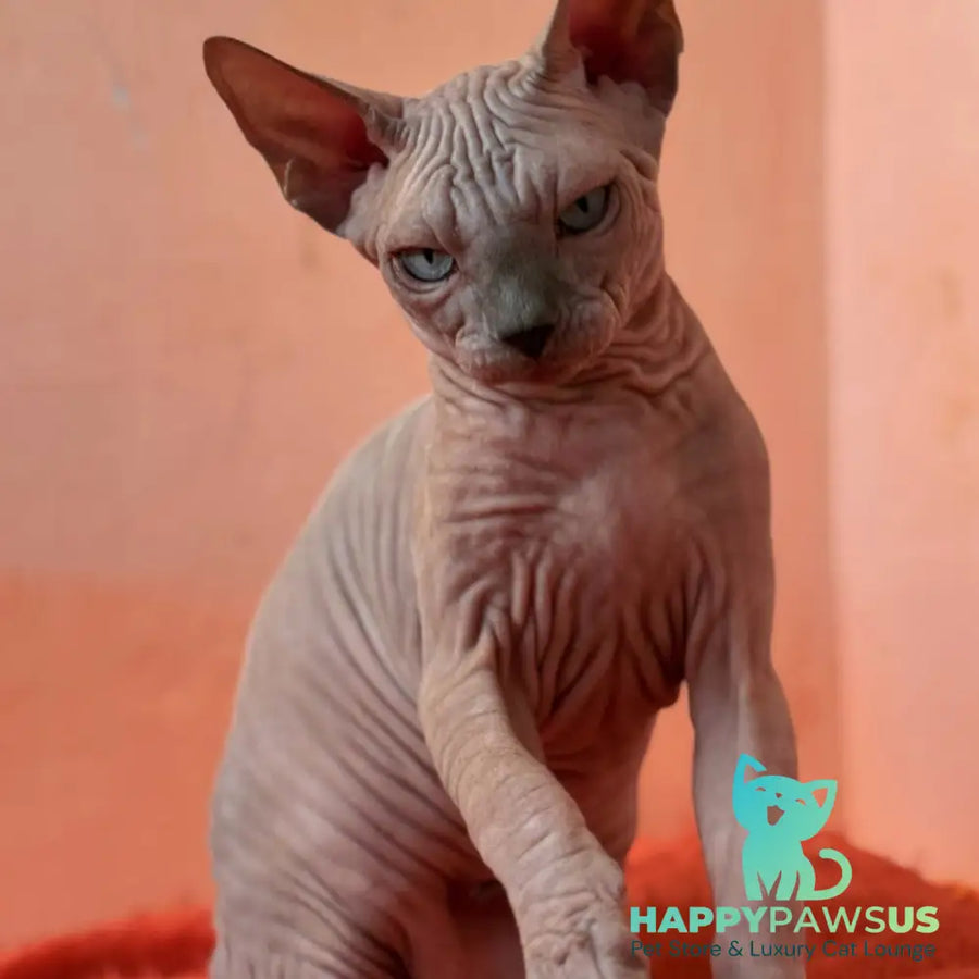 Flint Canadian Sphynx male blue pointed - live animals