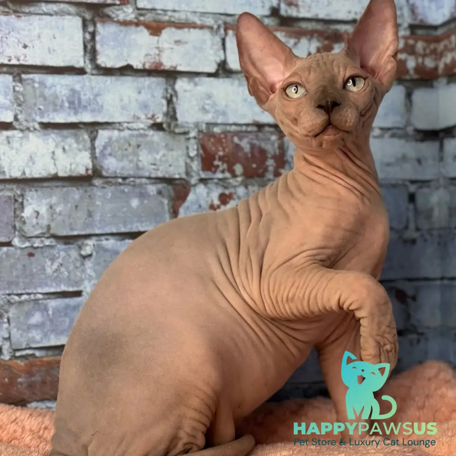 Flint Canadian Sphynx male blue pointed - live animals