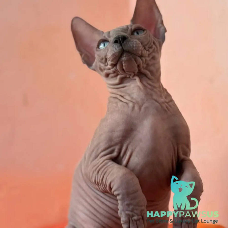 Flint Canadian Sphynx male blue pointed - live animals