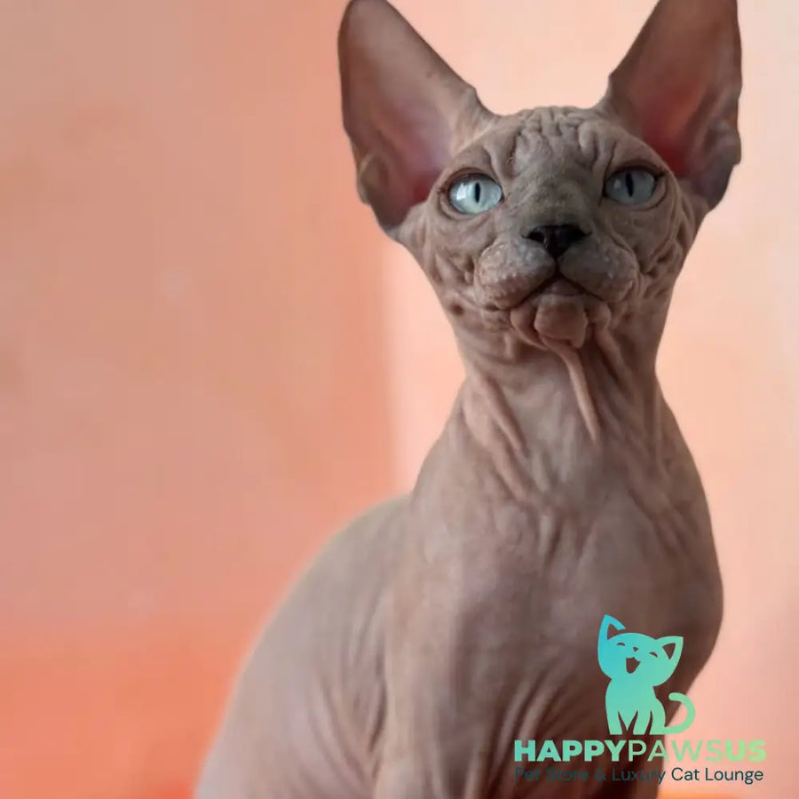 Flint Canadian Sphynx male blue pointed - live animals
