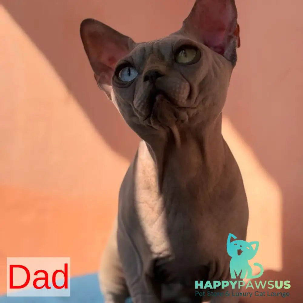 Flint Canadian Sphynx male blue pointed - live animals