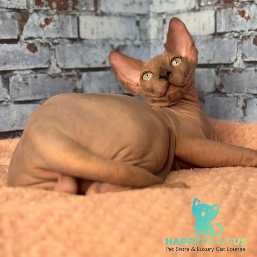 Flint Canadian Sphynx male blue pointed - live animals