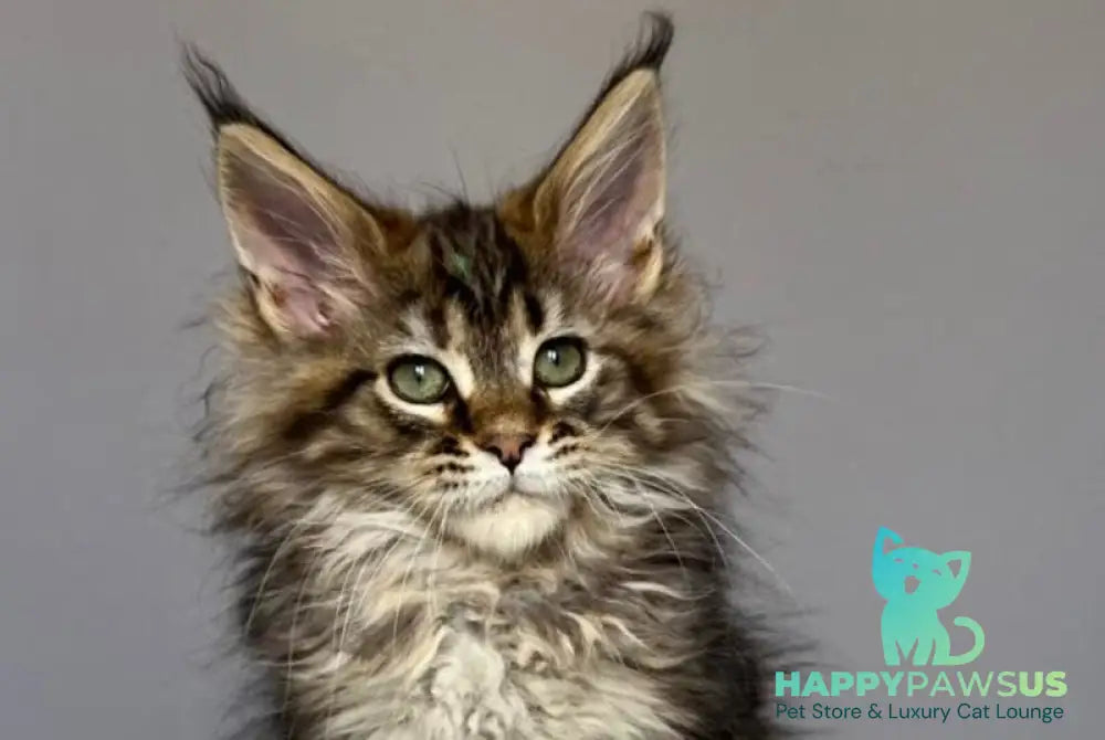 Flint Maine Coon male black tabby - live animals