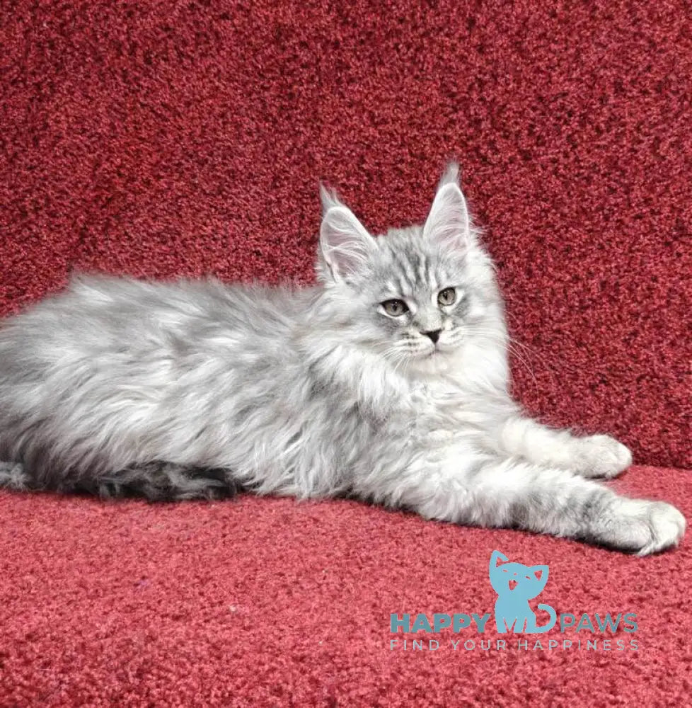 Flirt Maine Coon male black silver spotted tabby live animals