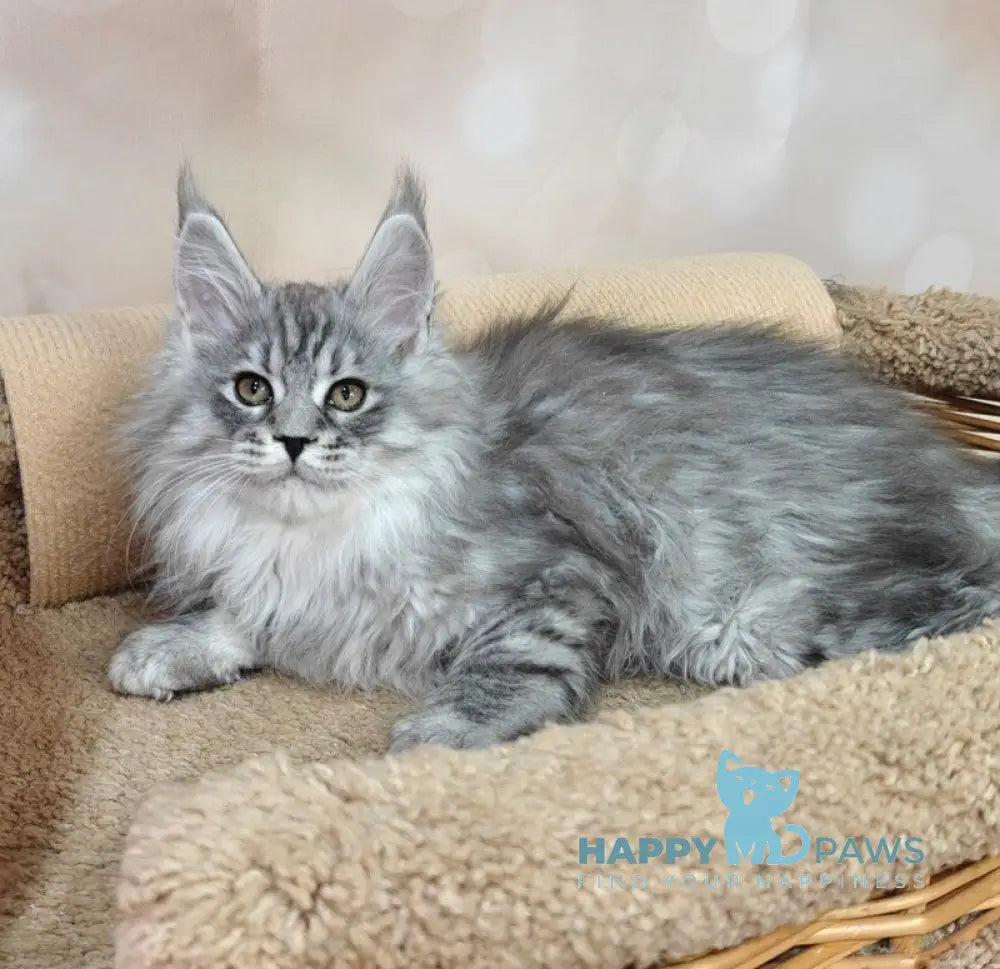 Flirt Maine Coon male black silver spotted tabby live animals