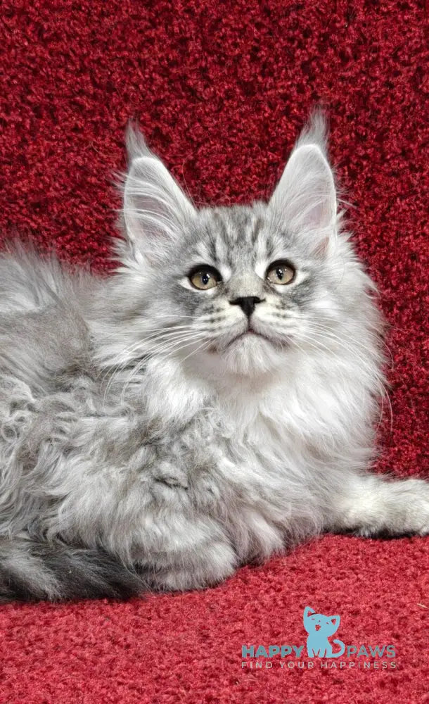 Flirt Maine Coon male black silver spotted tabby live animals