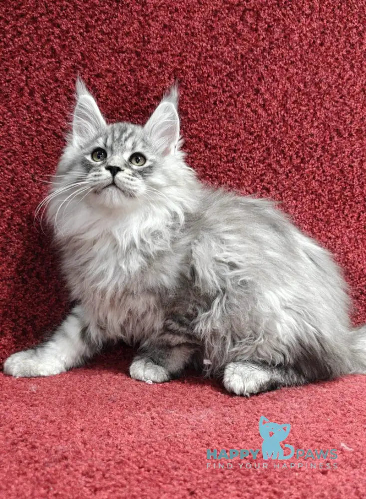 Flirt Maine Coon male black silver spotted tabby live animals