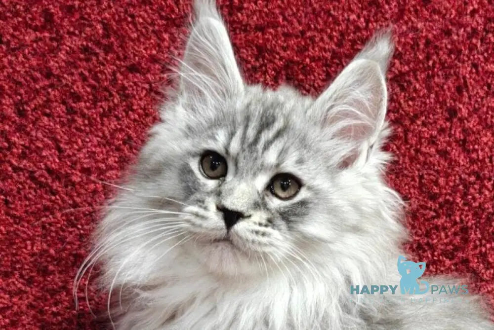 Flirt Maine Coon male black silver spotted tabby live animals