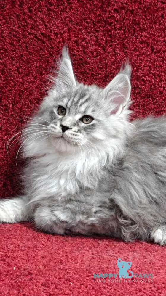 Flirt Maine Coon male black silver spotted tabby live animals