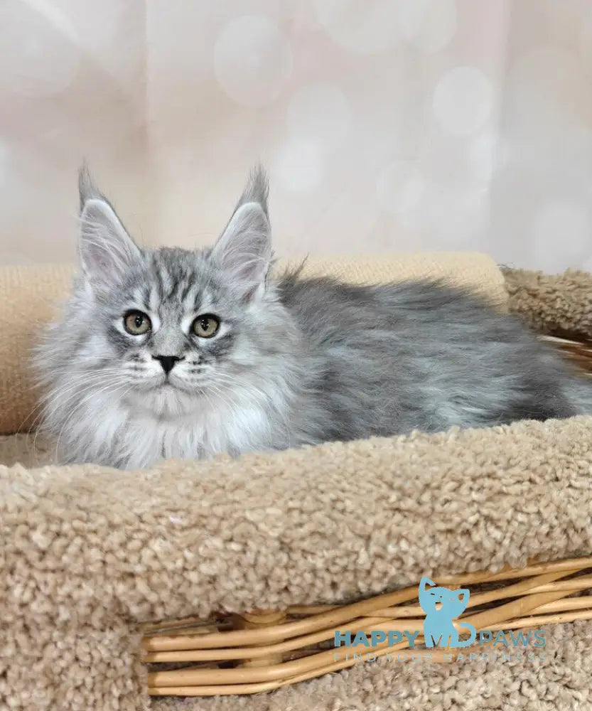 Flirt Maine Coon male black silver spotted tabby live animals