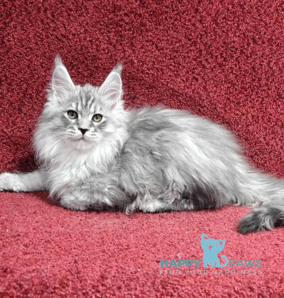 Flirt Maine Coon male black silver spotted tabby live animals