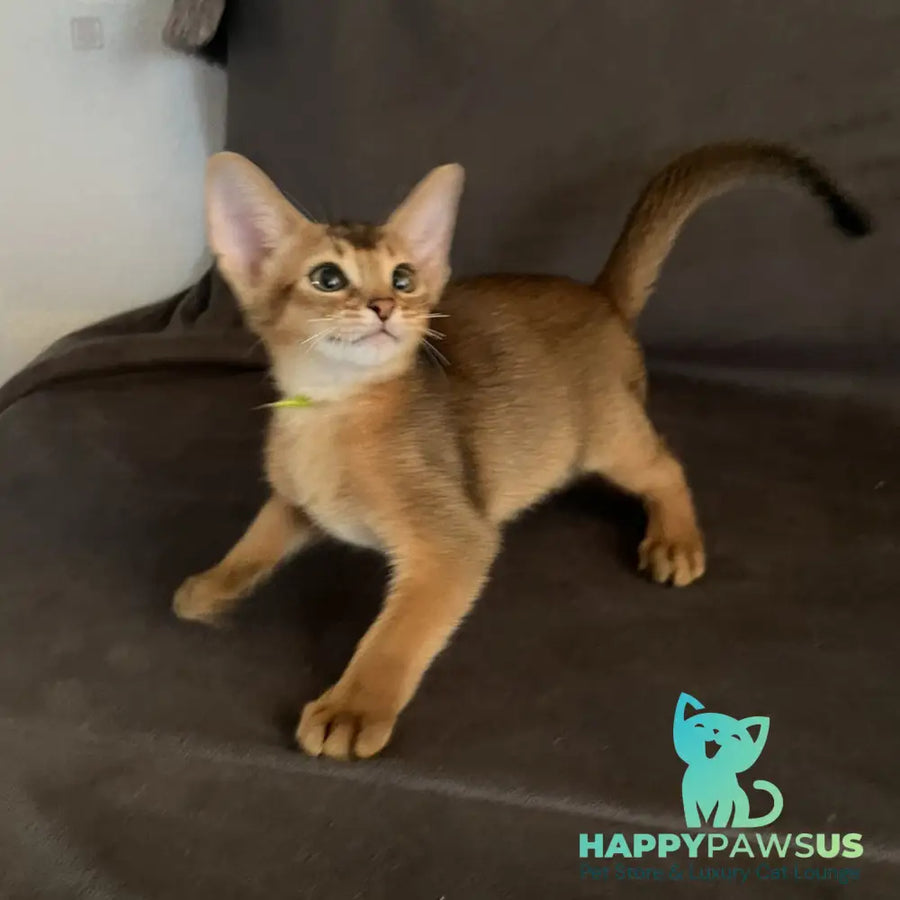 Flora Abyssinian female black - live animals