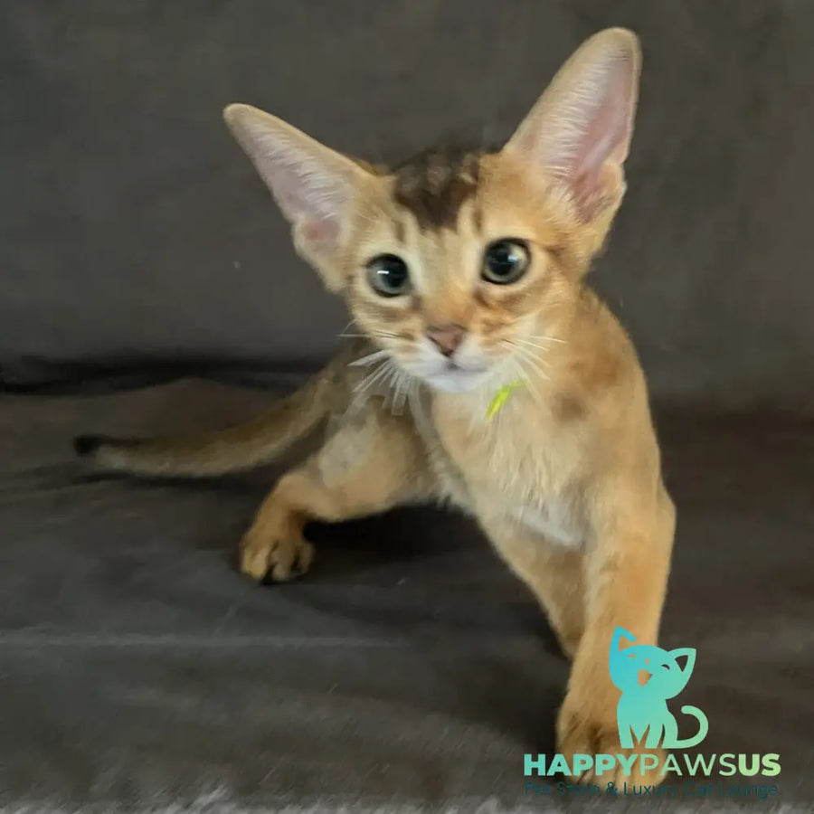 Flora Abyssinian female black - live animals